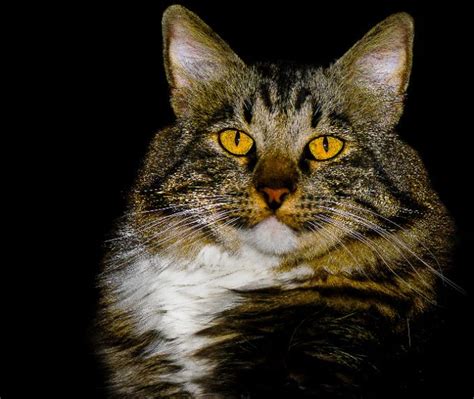 International cat care's position on breeding cats is that first no harm should be done. American Bobtail Cat Breed Information, Pictures ...