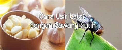 Munculnya rasa kantuk pada siang hari tentu bisa mengganggu siapa saja, terutama mereka yang sedang bekerja atau sekolah. Cara Mengusir Lalat dengan Bawang Putih | Cara Tutor