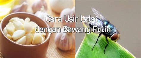 Banyak cara membuat rangkaian t knot ! Cara Mengusir Lalat dengan Bawang Putih | Cara Tutor