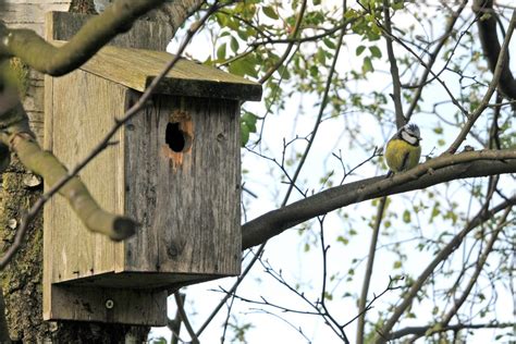 Five years after an ominous unseen presence drives most of society to suicide, a mother and her two children make a desperate bid to reach safety. How To Make Your Own Bird Box - BBC Gardeners' World Magazine