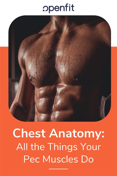 Pectoral muscles are most predominantly associated with. Chest Anatomy: What Are The Muscles And What Do They Do ...