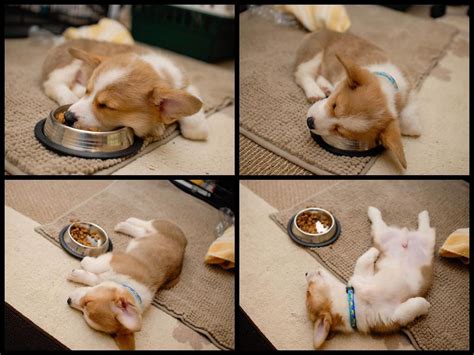 Buy corgi puppies, tips on different types of corgi puppies. Corgi puppy food coma | Cute puppy pictures, Corgi