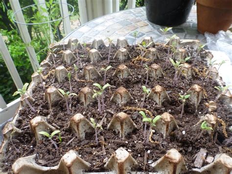 It is also very rewarding when you see. In the process of graduating these tomato seedlings out of ...