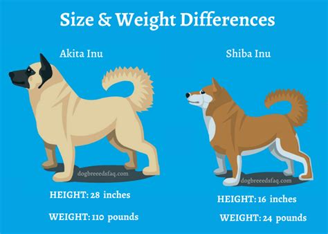 When it comes to the upkeep of a breed, the shiba is definitely the easier of the two to care for. Shiba Inu Akita Dog