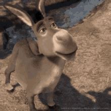 You know what i think? Donkey GIFs | Tenor