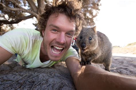 Due to their 'vulnerable' status in the iucn red list, handling these critters is a crime. quokka selfie | Tumblr