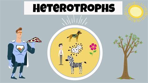 By consuming organic matter and breaking down that matter for energy. Heterotroph Examples - YouTube