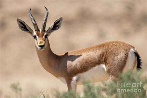 dorcas gazelle Gazella dorcas k2 Photograph by Eyal Bartov