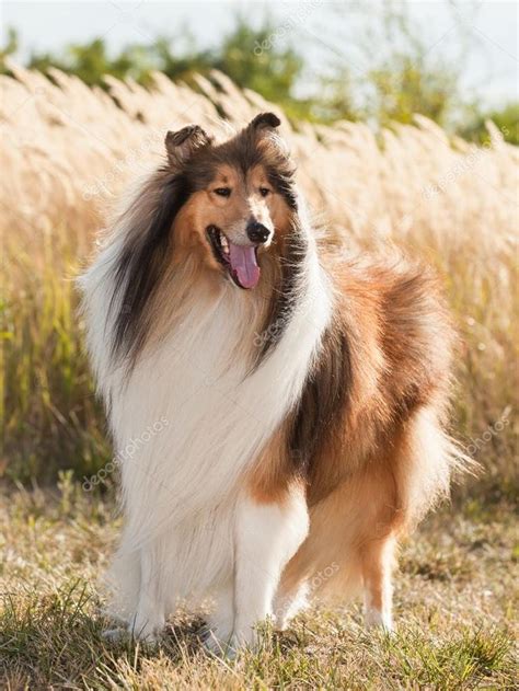 Collies are intelligent, friendly, and protective dogs that make beloved family pets. Rough Collie in 2020 | Rough collie, Collie, The perfect dog