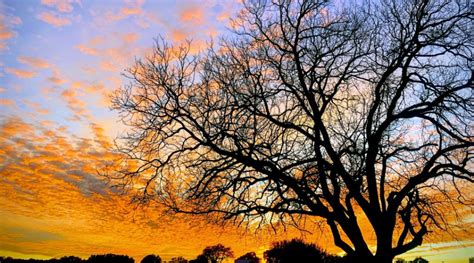 Most of them smell pretty good while they are burning, too. Is Pecan Good for Firewood? - Pecan Firewood Guide