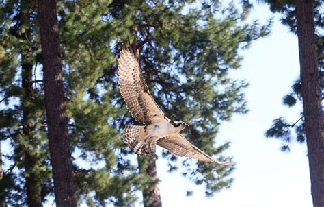 These critters can invade your home, causing health. Rehabbed osprey demonstrates danger of fishing line ...