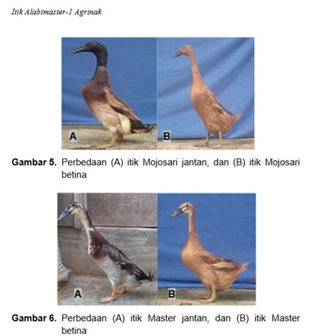 Telur ayam jantan dan betina. Cara Membedakan Telur Bebek Jantan Dan Betina - Tips ...