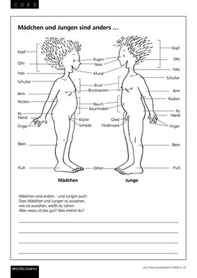 Die geschlechtsorgane werden auch als primäre geschlechtsmerkmale bezeichnet. Arbeitsblätter Sexualkunde: Verlage der Westermann Gruppe ...