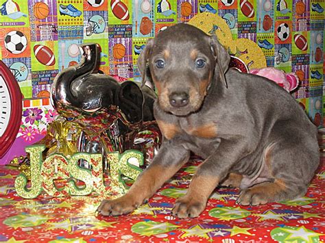 You are one click away from saving a life! Doberman Pinscher Breeder & Puppies for Sale in Ohio ...