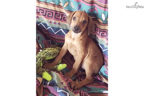 Where to buy rhodesian ridgeback puppies in arizona (az). Rhodesian Ridgeback puppy for sale near San Diego, California. | 173623d8-5a11