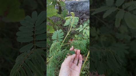 Join facebook to connect with pokok semalu and others you may know. Touching shameplant - Mimosa Pudica | Pokok Semalu (nature ...