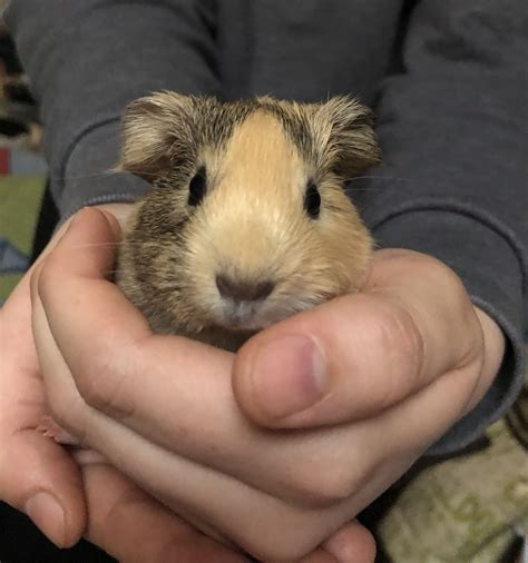 Without exercise, your guinea pig can grow to be very docile and timid. Pin on BABY GUINEA PIGS FOR *SALE*