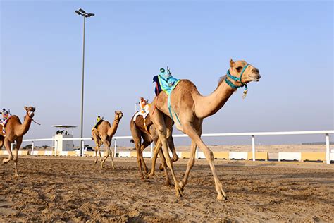 Dubai camel racing club venue: Le top 10 des lieux insolites à Dubaï | all.accor.com