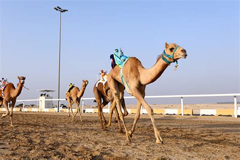 While minor races occur throughout the year, the main the most popular venues include al marmoom camel racing track and al khawaneej racing track. Le top 10 des lieux insolites à Dubaï | all.accor.com