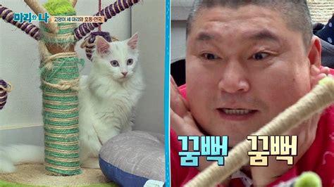 44 분 전 / mbti맹신론자. 강호동 '부담' 눈인사에 고양이 줄행랑! 교감 실패? 마리와 나 3회 ...