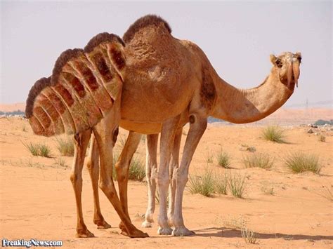 Camels have many adaptations that allow them to live successfully in desert conditions. ボード「Art > Creature design」のピン