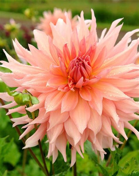 Save dahlia flowers to get email alerts and updates on your ebay feed.+ Pin by Cara on I Do... Ideas in 2020 | Dahlia, Dahlia ...