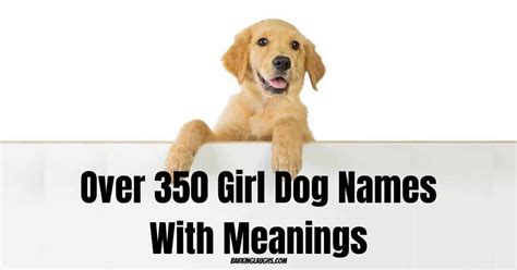 Female dogs demand very special beautiful names. Female Dog Names and Meanings | Dog names, Girl dog names ...