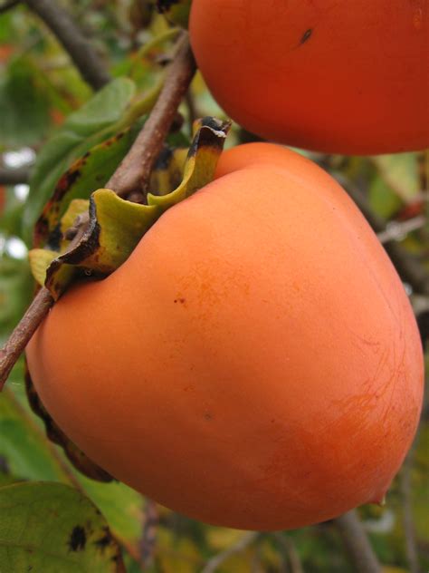 Persimmons are a great edible landscape tree, that adds year round variety, color, beauty and fruit. Persimmon Tree, No Fruit - Anne of Green Gardens