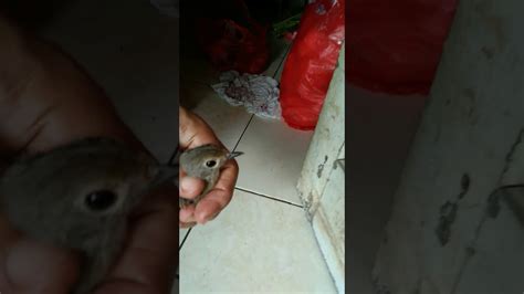 Burung flamboyan atau lebih dikenal dengan nama wergan jawa merupakan jenis burung berukuran kecil yang hanya memiliki ukuran tubuh sekitar 14 cm. Burung srdc jantan atau betina..?? - YouTube