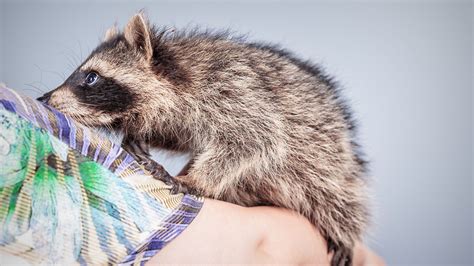 Elana worked as a laboratory. Snuggle a Raccoon While You Sip Your Coffee at Ukraine's ...