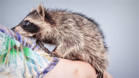 Wayne couzens and elena couzens have 2 children together. Snuggle a Raccoon While You Sip Your Coffee at Ukraine's ...