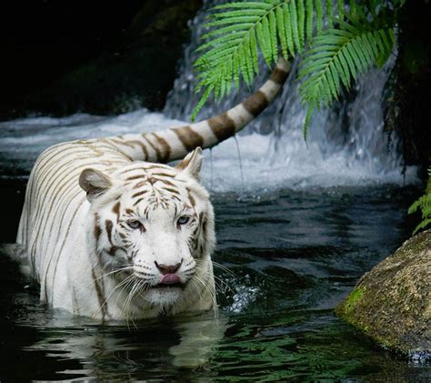 Белый тигр в воде - Обои Животные. Скачать на телефон