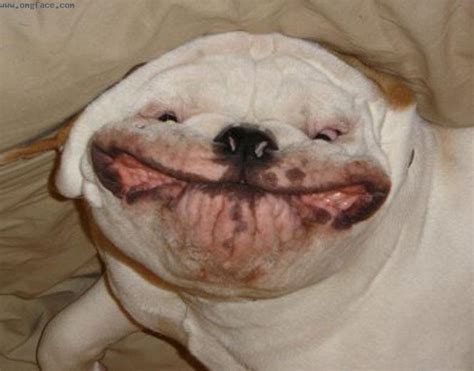 funny fat dogs - make2fun