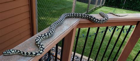 Jungle carpet python full size. Coastal Carpet Python Photos. (lots)