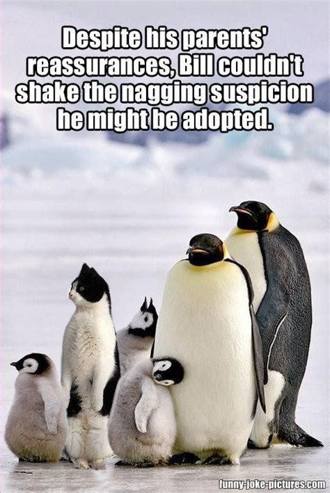 We only post the funniest pictures memes jokes and quotes ever!!! Adopted Cat Penguin Meme ~ Funny Joke Pictures