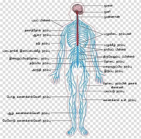 The collection of the peripheral nerve cells along. Human Central Nervous System Anatomy - Abbathetwiter