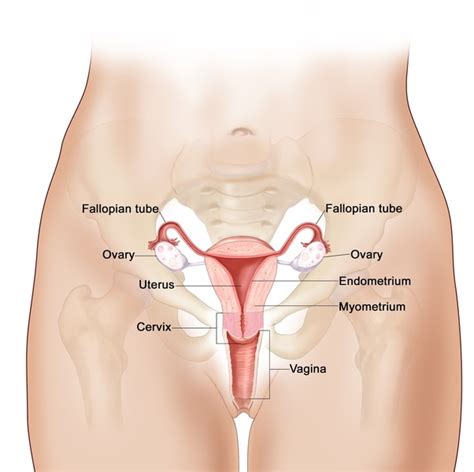 Faith wants cum, lots of cum! What happens if human semen is swallowed? - Quora