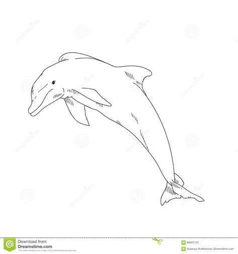 In order to properly define the dimensions of a subject, you have to identify the planes that constructs the figure as a whole. Aquatic Animals Dolphin Drawing Illustration. Stock Illustration - Illustration of illustration ...