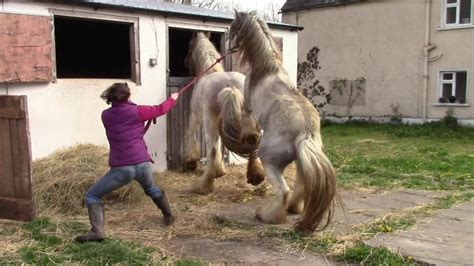 Deckhengste kaufen und verkaufen | pferdemarkt ehorses.de. Wie erkennt man, ob eine Stute rossig ist? - YouTube