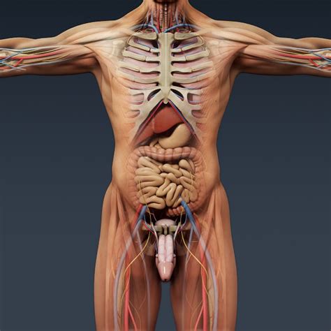The male reproductive system consists of the penis, testes, epididymis, ejaculatory ducts, prostate, and accessory glands. Human Male and Female Anatomy - Body Muscl... 3D Model ...