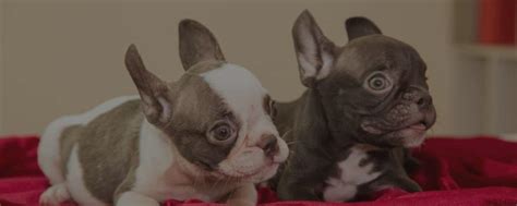 The akc has been around since the 1800s and has been the recognized expert in health, breed, and training of dogs. Exploring French Bulldog Colors To Dispel Myths That Rare ...