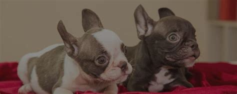 Member in good standing of the following: Exploring French Bulldog Colors To Dispel Myths That Rare ...