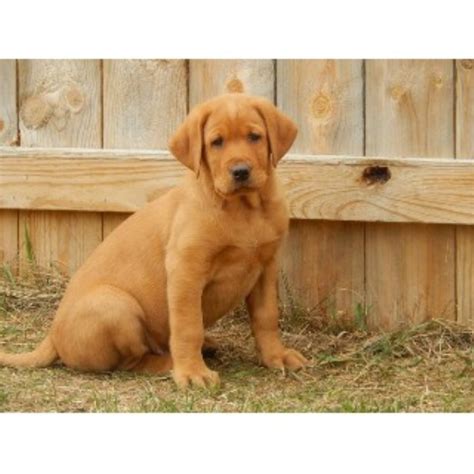 Labrador retrievers are the most commonly used breed for assistance dogs due to their. Bird Dog Labs LLC, Labrador Retriever Breeder in Bemidji ...