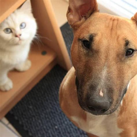 Dennoch können sie nicht sicher sein, wann er auch wirklich seine endgültige größe erreicht haben wird. 48 Best Pictures Wann Sind Bkh Katzen Ausgewachsen ...