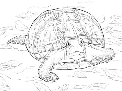 This is one of the adorable turtle coloring pictures that highlights a turtle with a decorated turtle shell. Free & Printable realistic ornate box turtle coloring pages Coloring Picture, Assignment Sheets ...