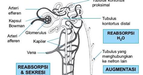 Dasar perilaku korup menurut faktor internal disebabkan dari adanya (1) cara mengatasi korupsi. Proses Pembentukan Urine Dan Faktor Yang Mempengaruhi ...