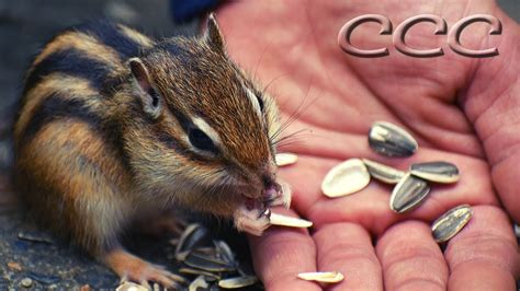 Chipmunks eat a very wide variety of different foods. A Chipmonk Will Only Eat Out Of Your Hand If You Do This ...