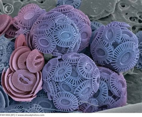 A number of techniques are used to prepare and observe chalk samples under a microscope. Scanning electron microscope images reveal hidden horror ...