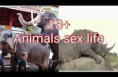 sex animals