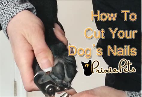 To keep a yorkie in full coat is not as difficult and time consuming as is said providing you have purchased a yorkie with the correct silk coat. Cutting Your Dogs Nails at Home How-to Guide | Prixie Pets